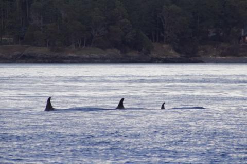 Southern Resident Orcas of J pod