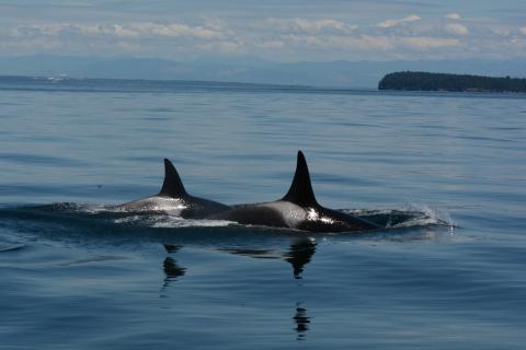 two orcas surfacing together in glassy water