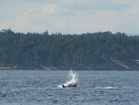 killer whale launching a porpoise into the air during a hunt