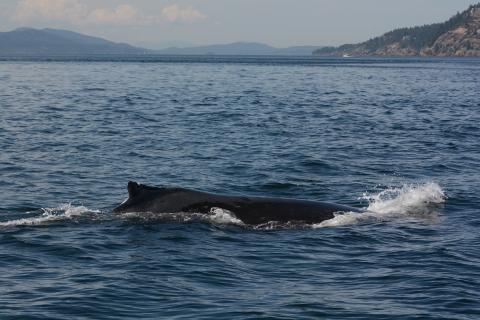 humback whale surfacing with dorsal fin out of the water