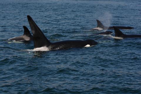 5 orcas surfacing together 