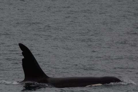 male killer whale with two large notches on his dorsal fin