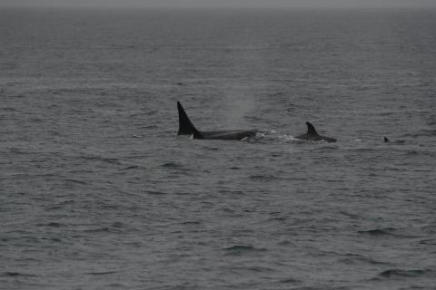 Bigg's Killer Whales in the Strait of Juan de Fuca pc: Olivia Esqueda, April 2025. T065Bs.