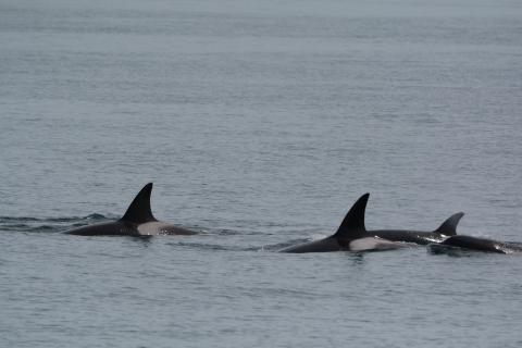 dorsal fins dorsal fins