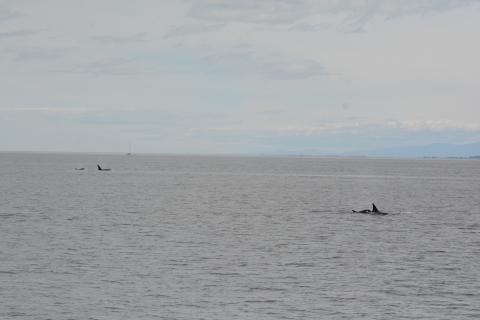 Killer whales in two groups Killer whales in two groups