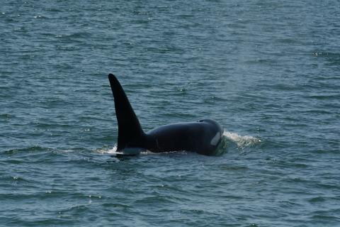 Bigg's Killer Whale T123A "Stanley" Bigg's Killer Whale T123A "Stanley"