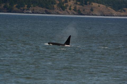 T123's Near Darcy Island pc: Kelly Klein, May 2025