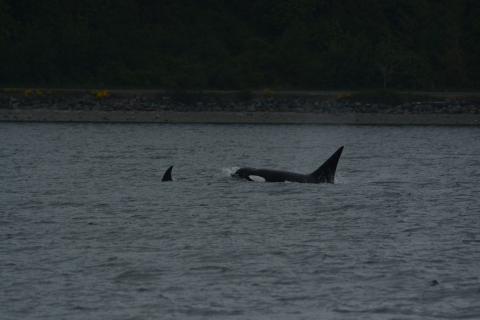 Bigg's Killer Whales in the Saanich Inlet pc: Olivia Esqueda, May 2025