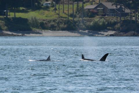 T18s Swim through Spieden Channel pc: Olivia Esqueda, May 2025