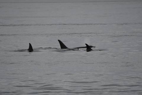 T36Bs and T99s in the Strait of Juan de Fuca pc: Lauren Tschirhart, June 2025