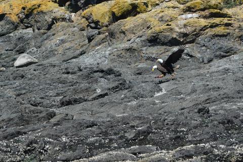 Feeding Bald Eagles