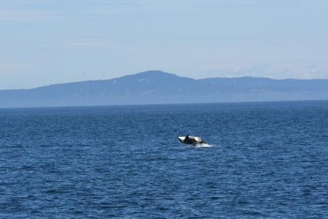 T46Bs Breach, July 2025 pc: Olivia Ellman, San Juan Safaris