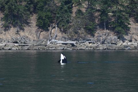 Orca Spyhopping August 27, 2025