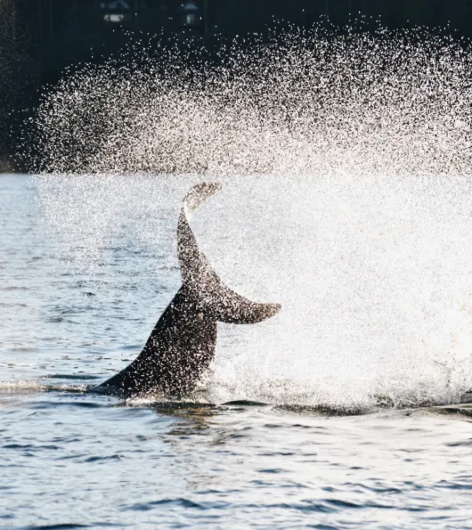 Orcas-tail-splash-water