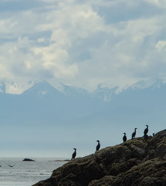 Birds On the Coast