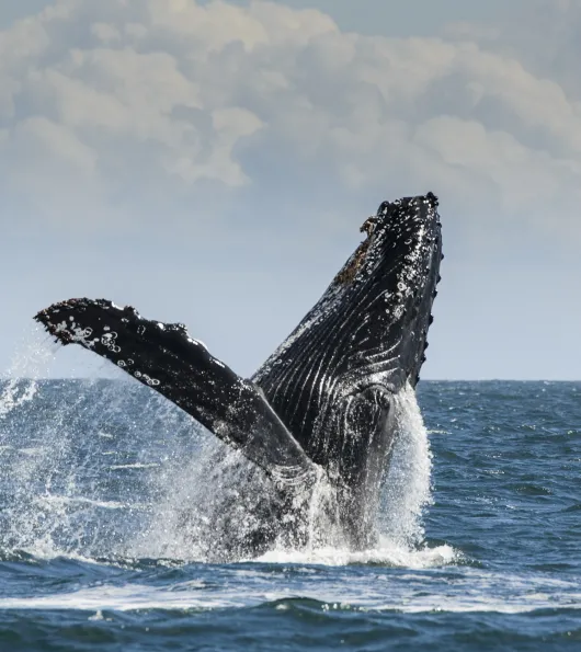 Humpback Whale Jumping Out of Water