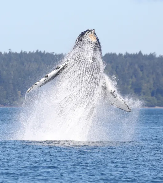 Whale jumping out of water